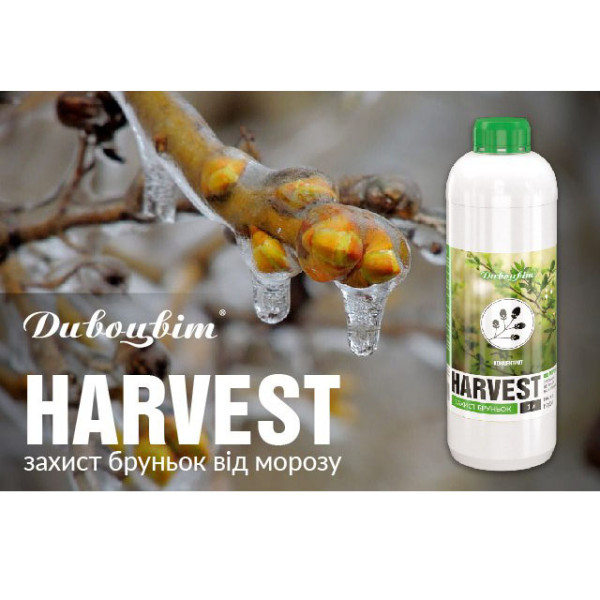 Побелка деревьев - важно для здоровья сада